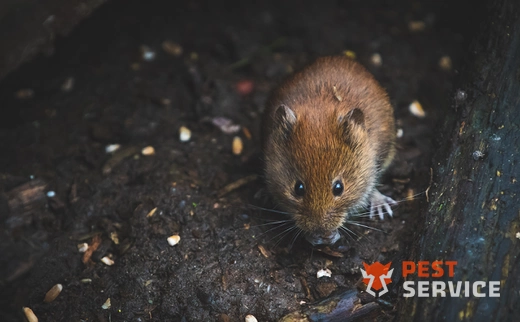 Дератизация в Северодвинске